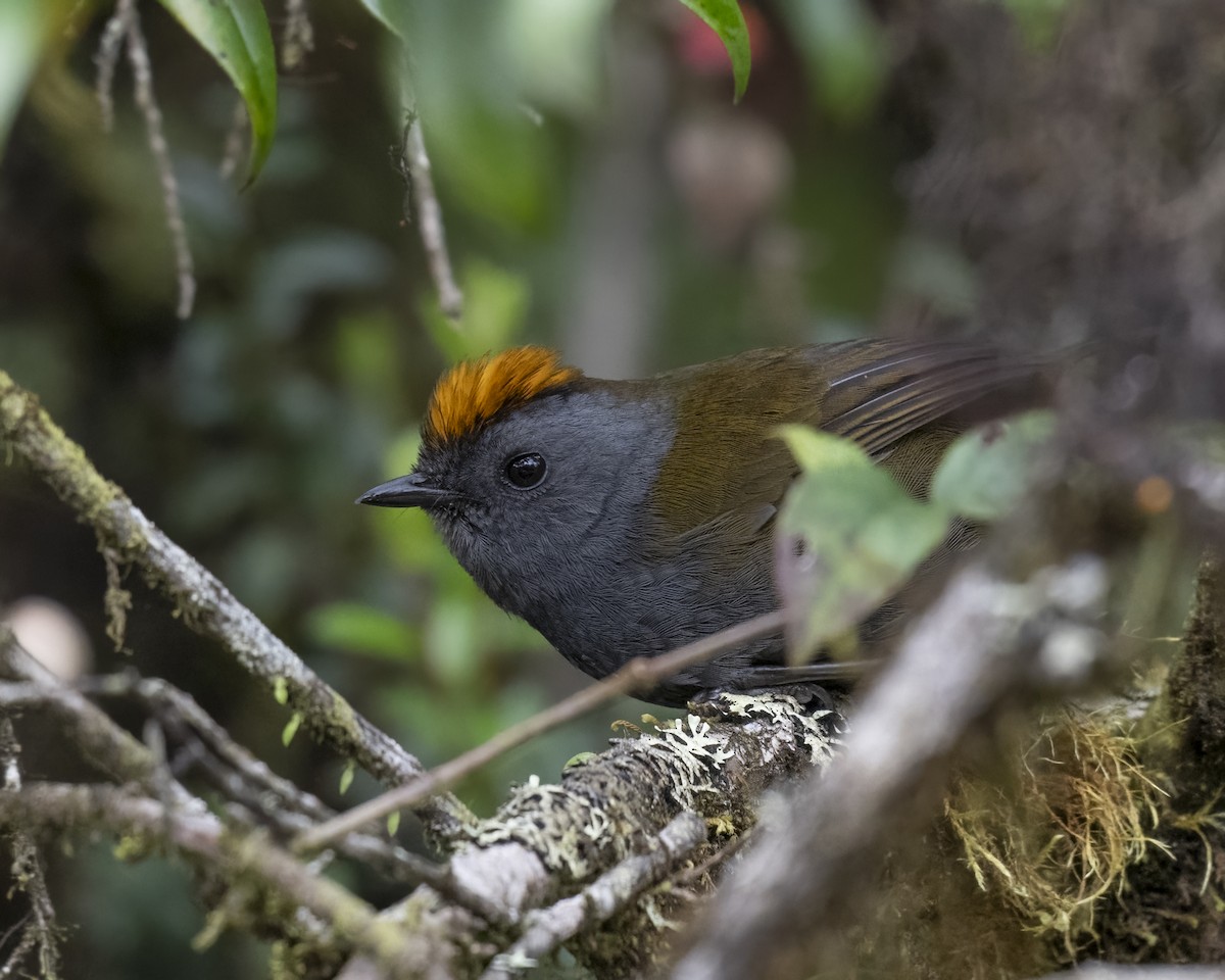 Wrenthrush - ML637651146