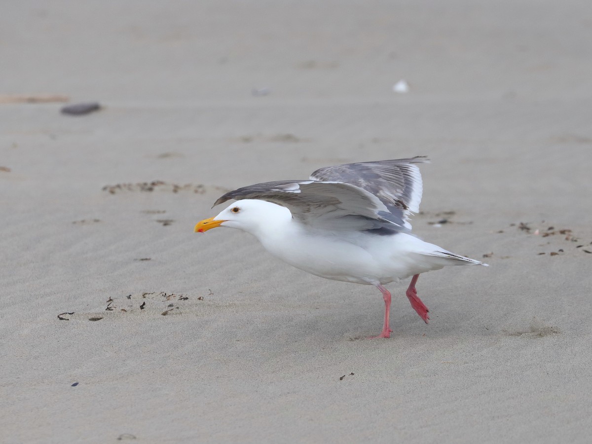 Glaucous-winged Gull - ML637651147