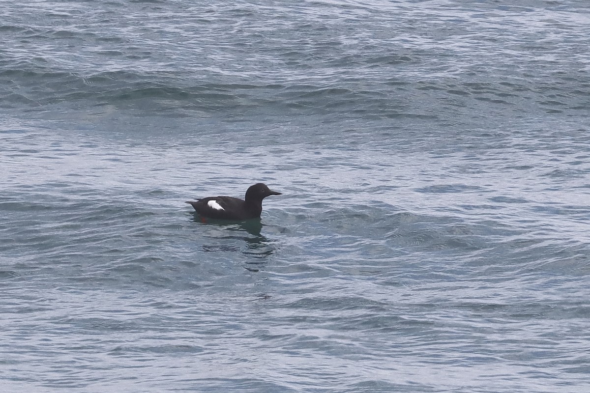Pigeon Guillemot - ML637651160
