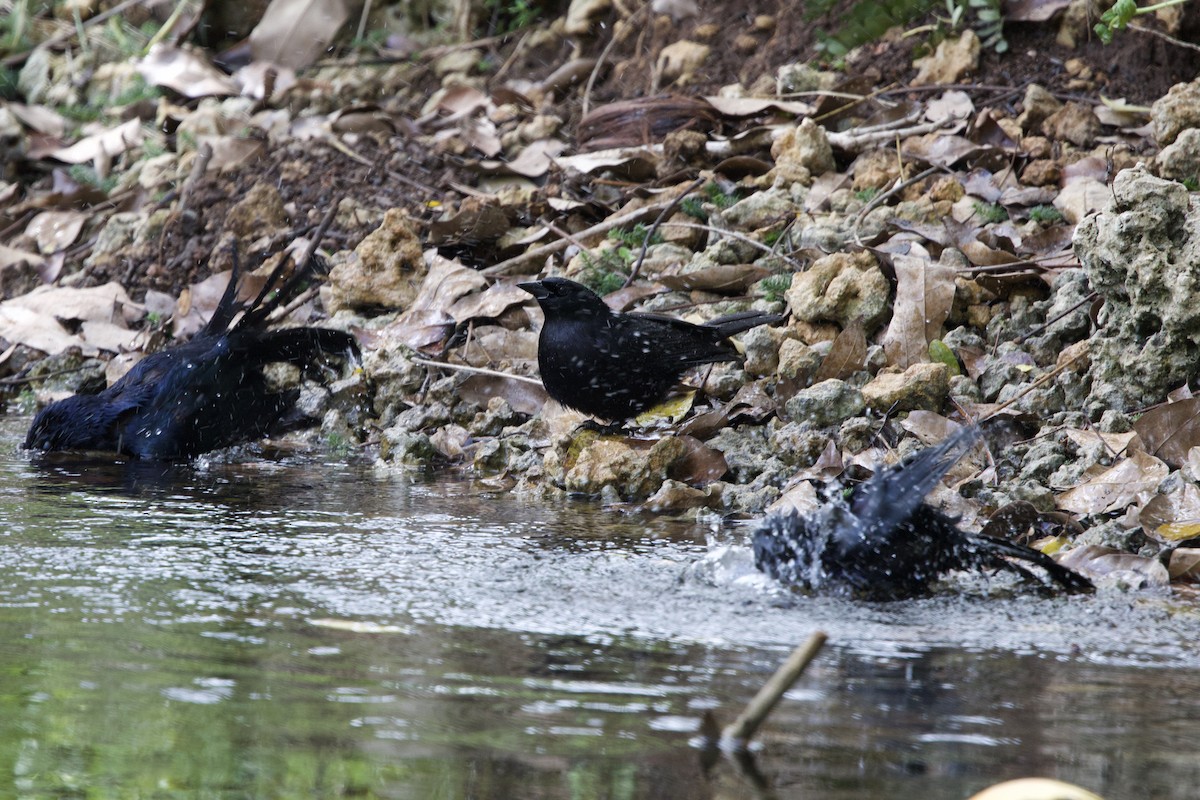 Cuban Blackbird - ML637651176