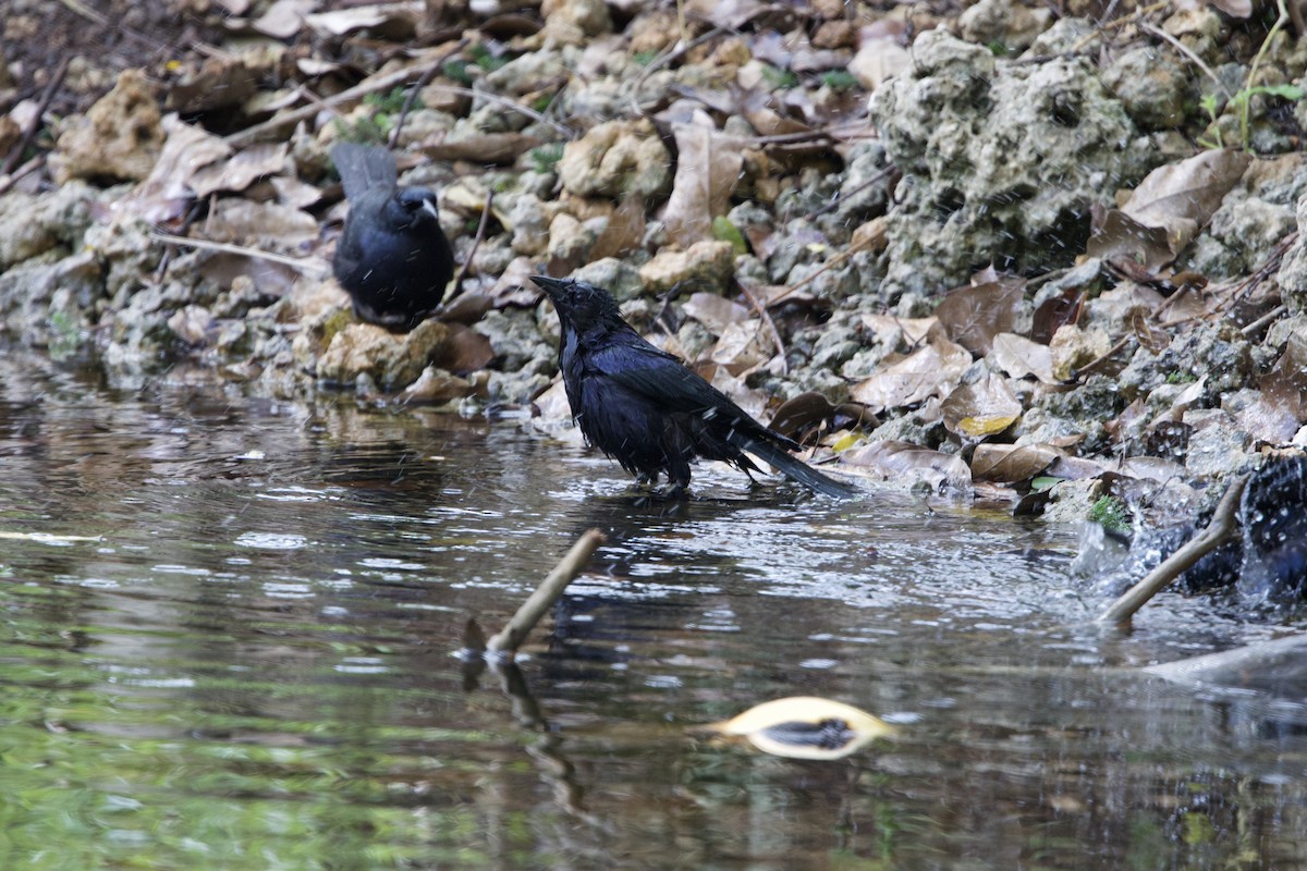 Cuban Blackbird - ML637651177