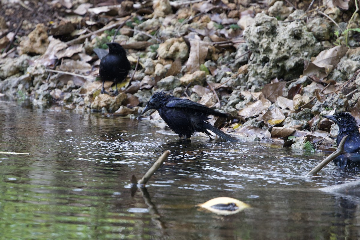 Cuban Blackbird - ML637651178