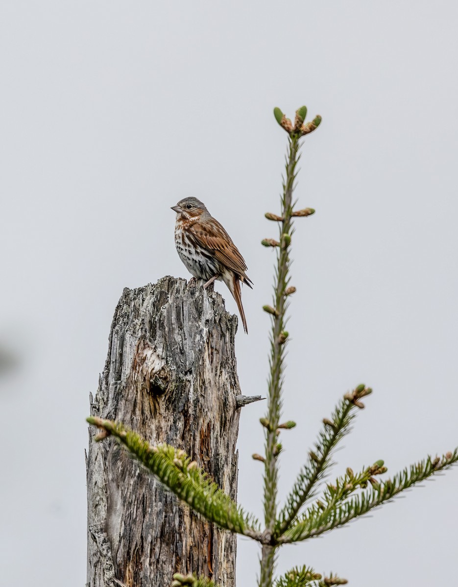 strnadec kaštanový (ssp. iliaca/zaboria) - ML637651184