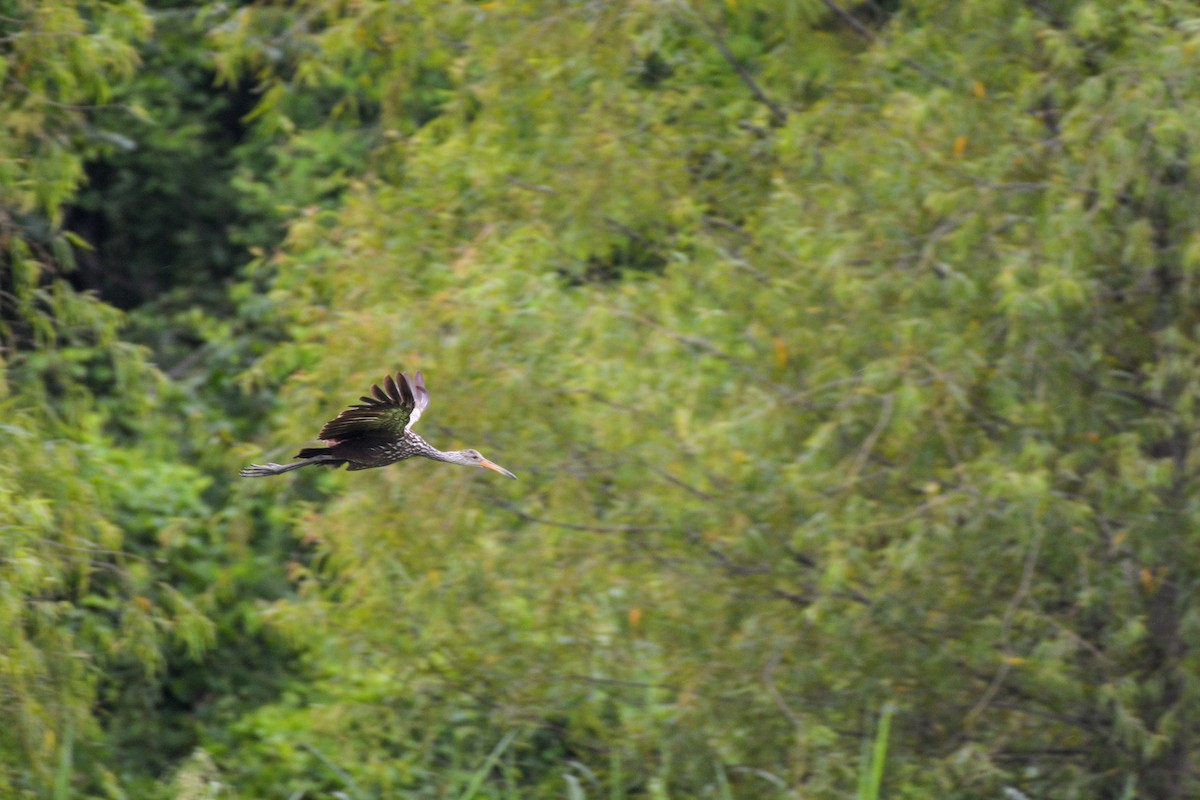 Limpkin - ML637651214