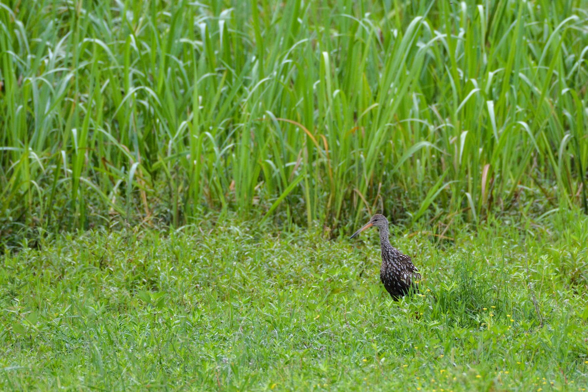 Limpkin - ML637651223