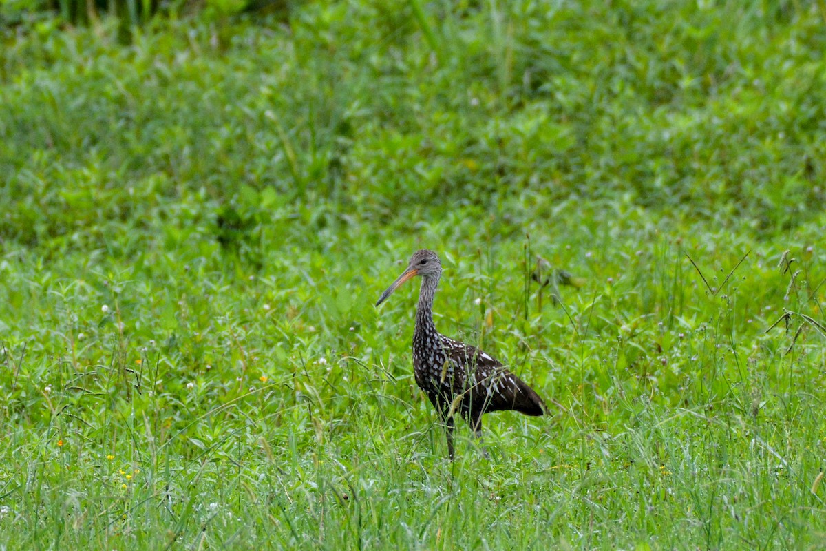 Limpkin - ML637651225