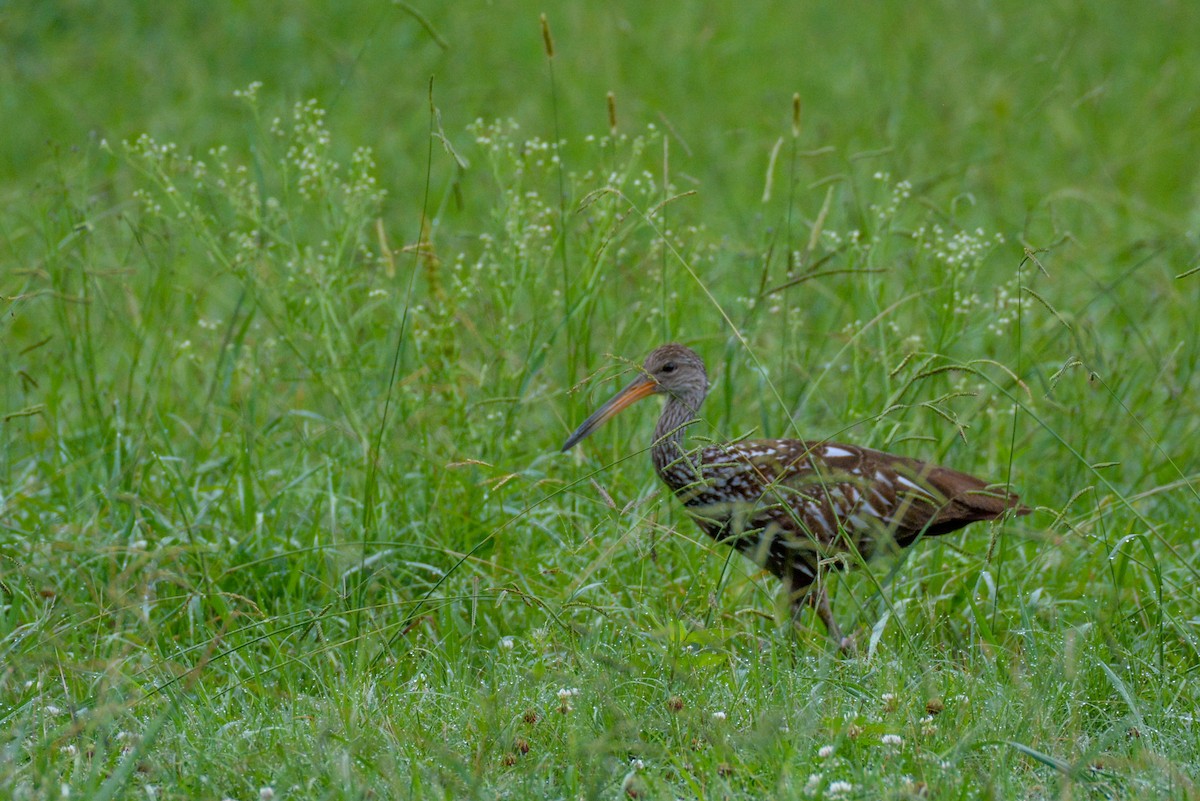 Limpkin - ML637651231