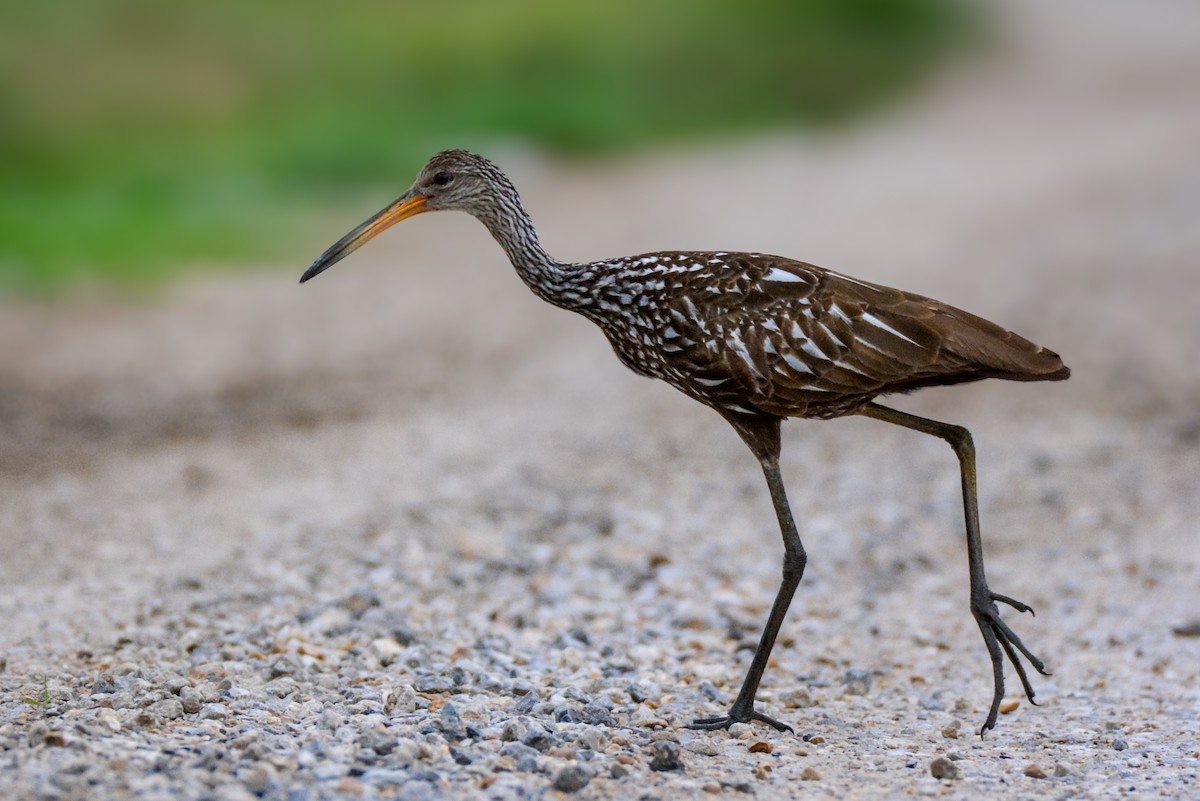 Limpkin - ML637651237