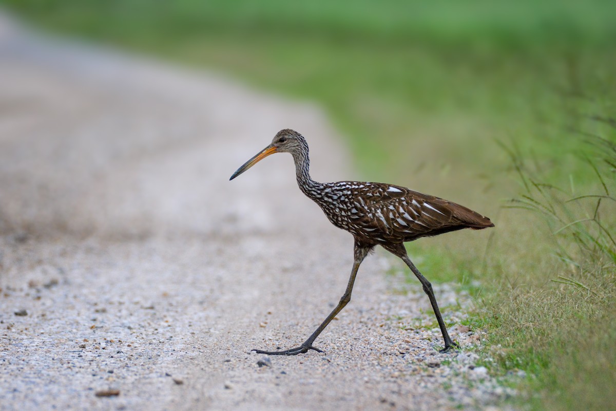 Limpkin - ML637651240
