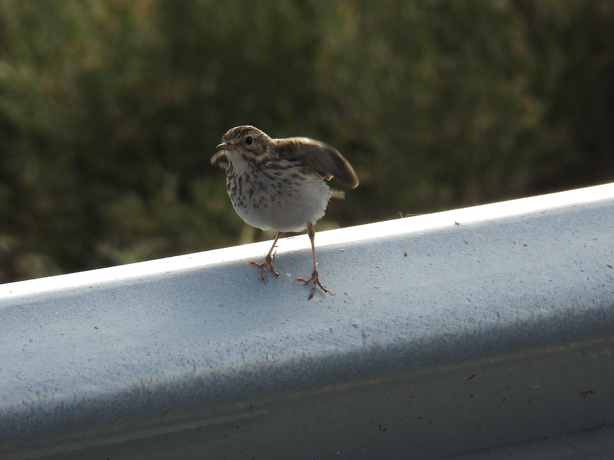 Berthelot's Pipit - ML637651246
