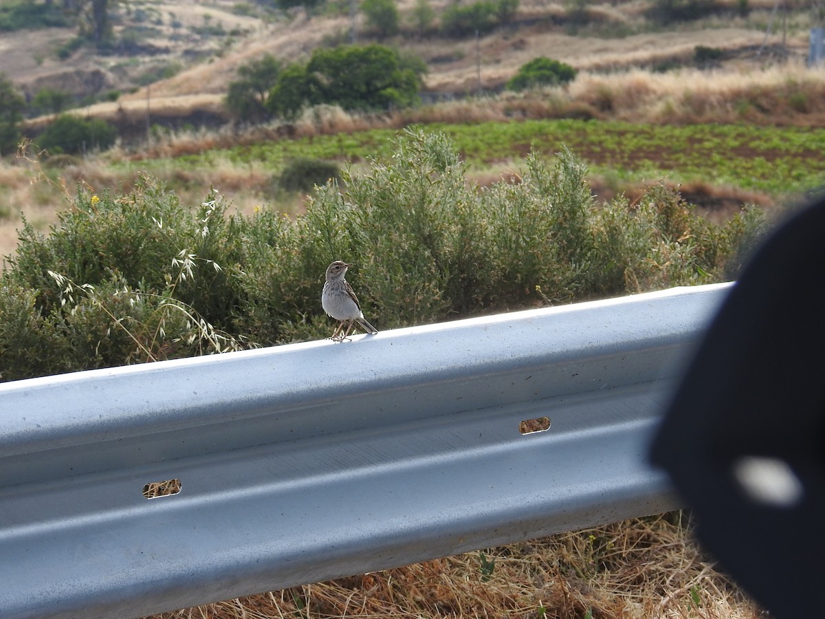 Berthelot's Pipit - ML637651247