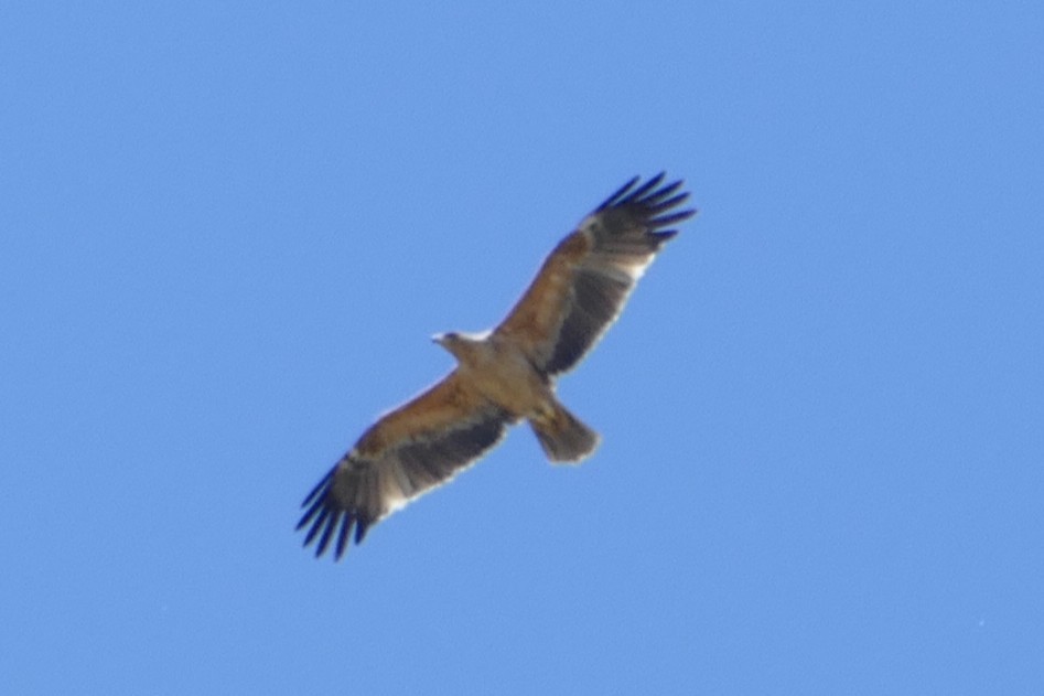 Spanish Eagle - ML637651284