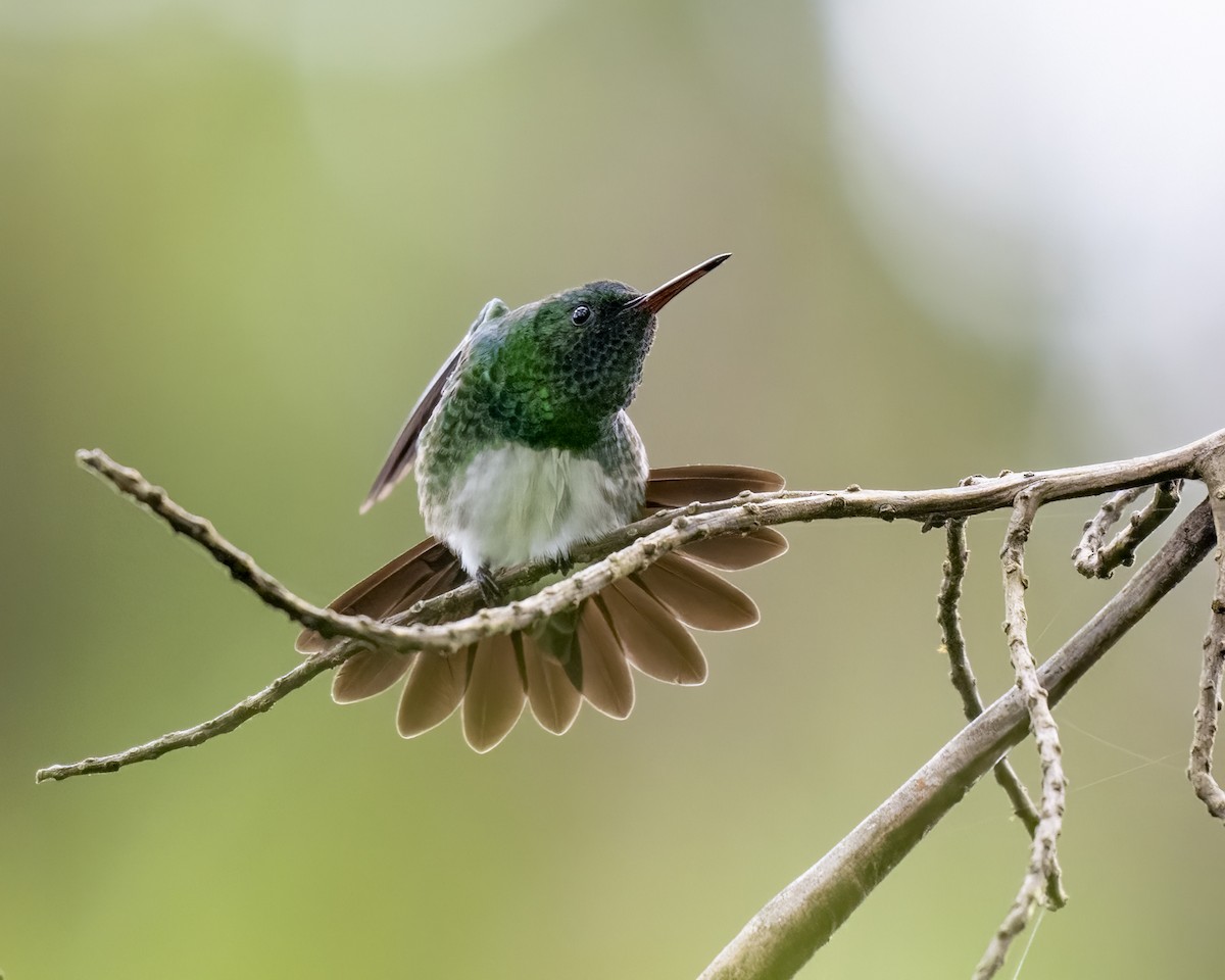 Snowy-bellied Hummingbird - ML637651297