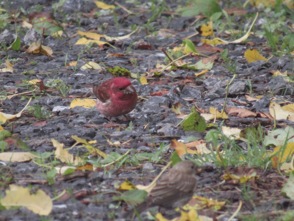 hýl nachový - ML637651323