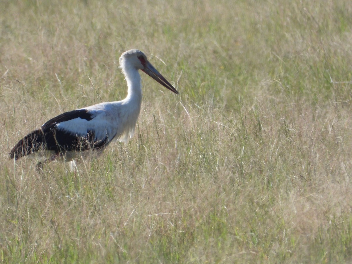 Maguari Stork - ML637651337