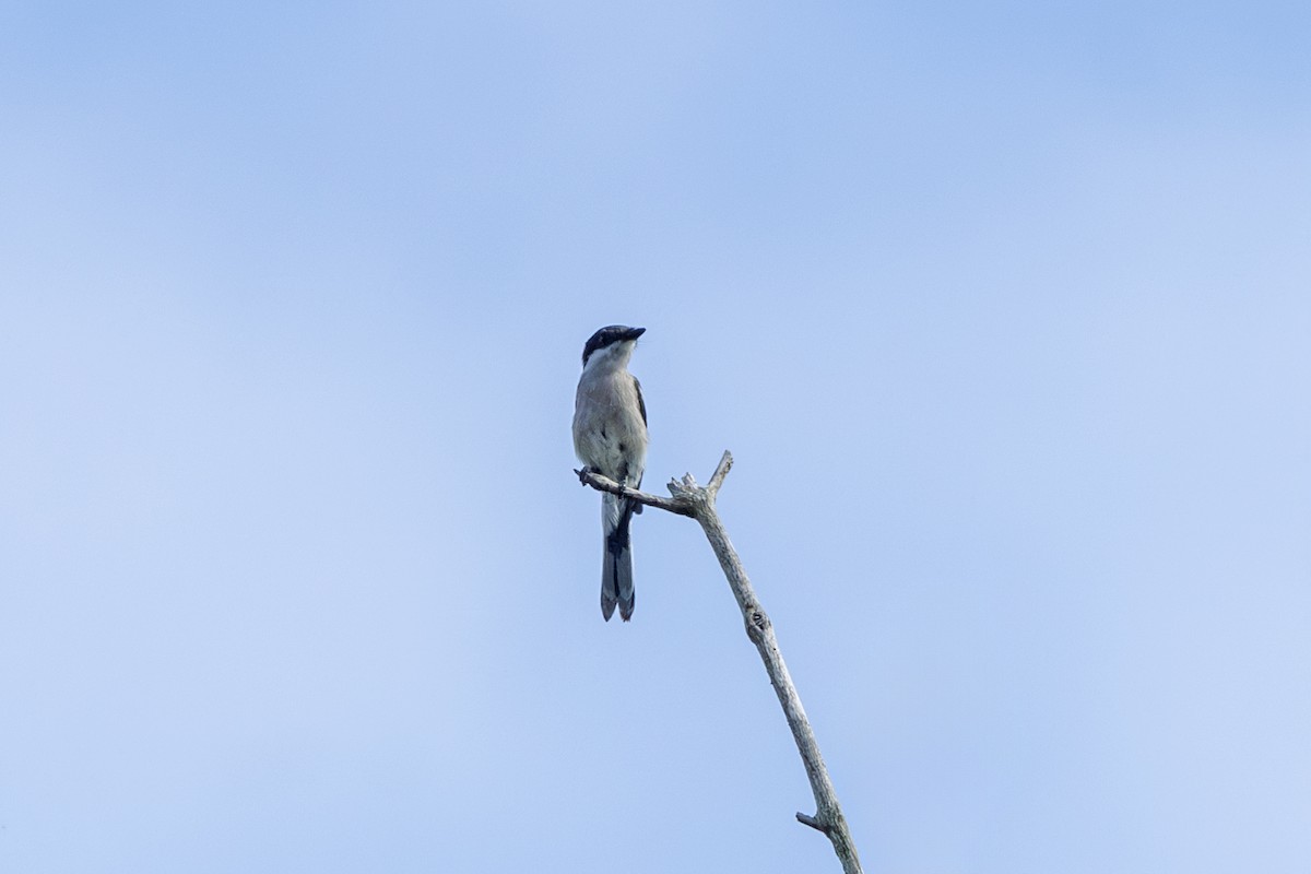 Bar-winged Flycatcher-shrike - ML637651375
