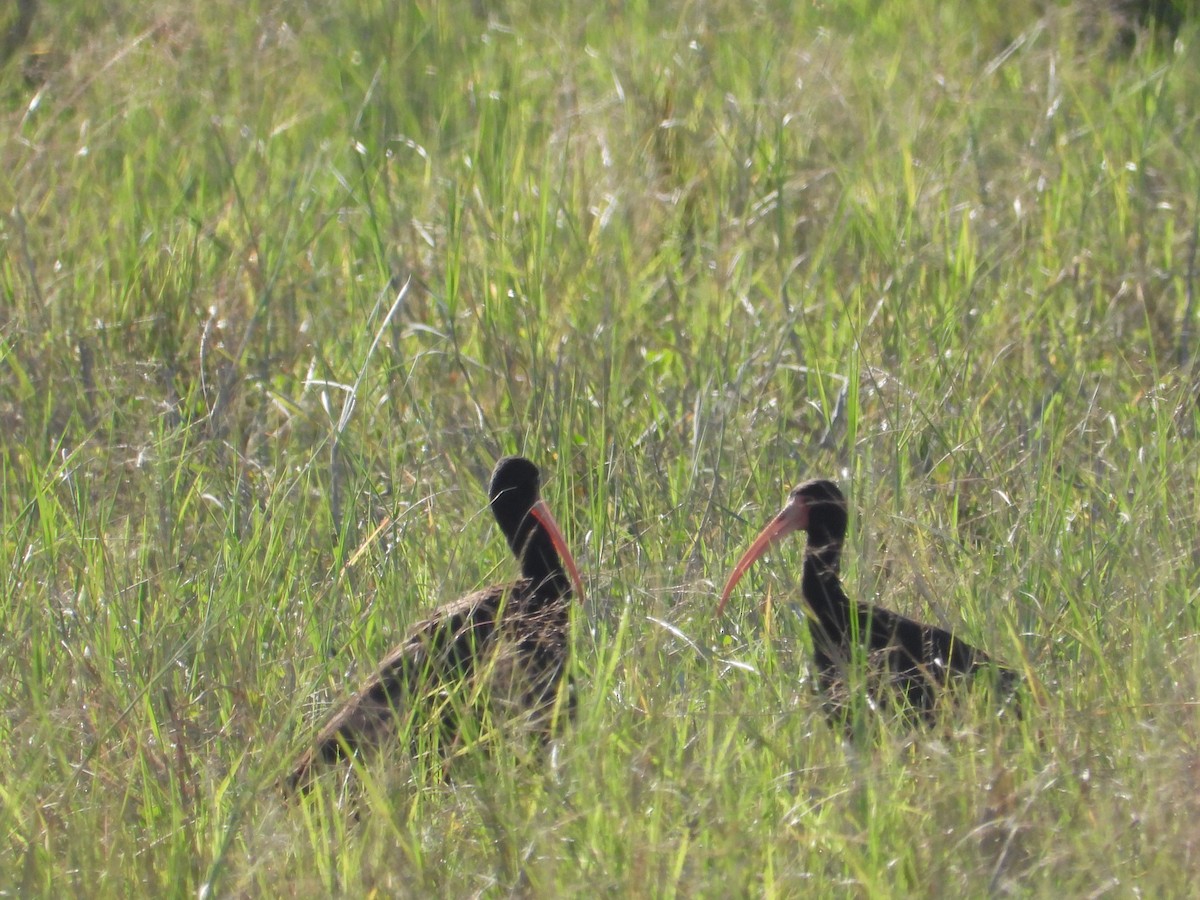 Bare-faced Ibis - ML637651403