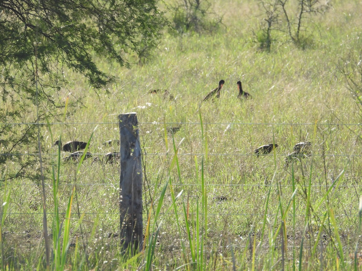 Bare-faced Ibis - ML637651404