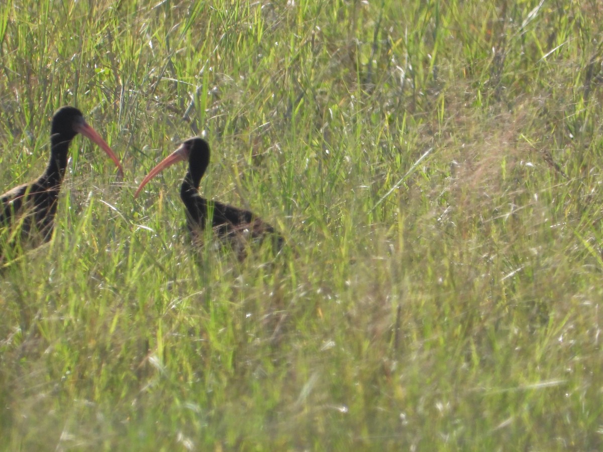 Bare-faced Ibis - ML637651405