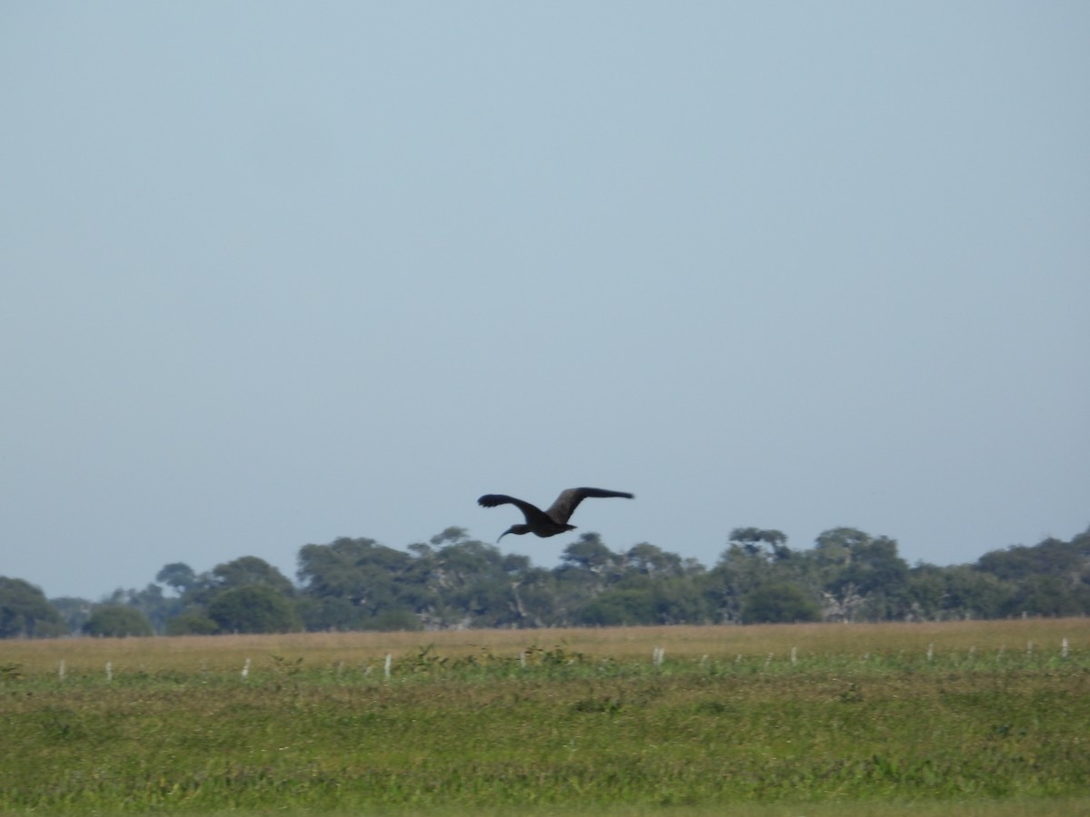 Plumbeous Ibis - ML637651437