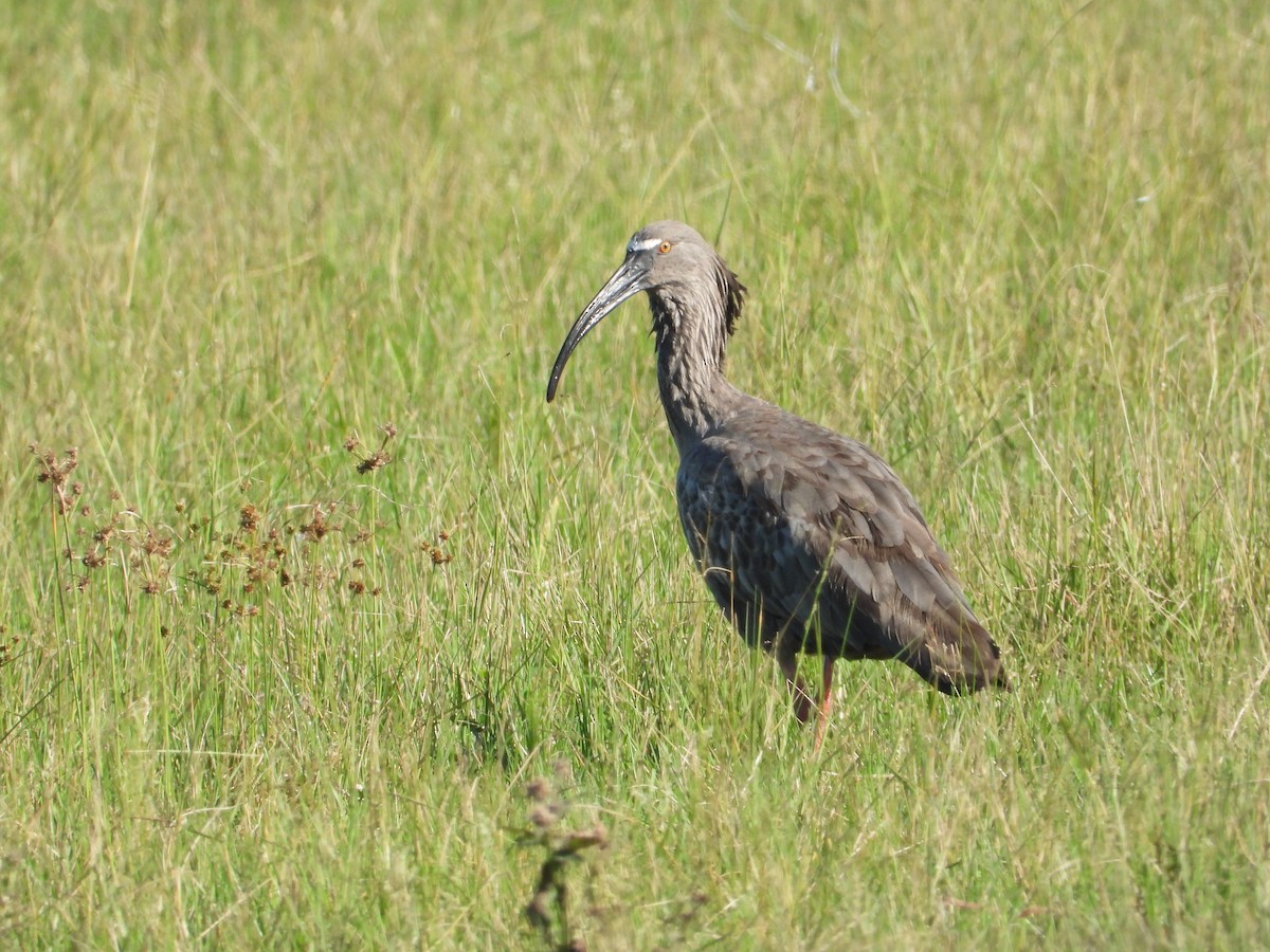 Plumbeous Ibis - ML637651439