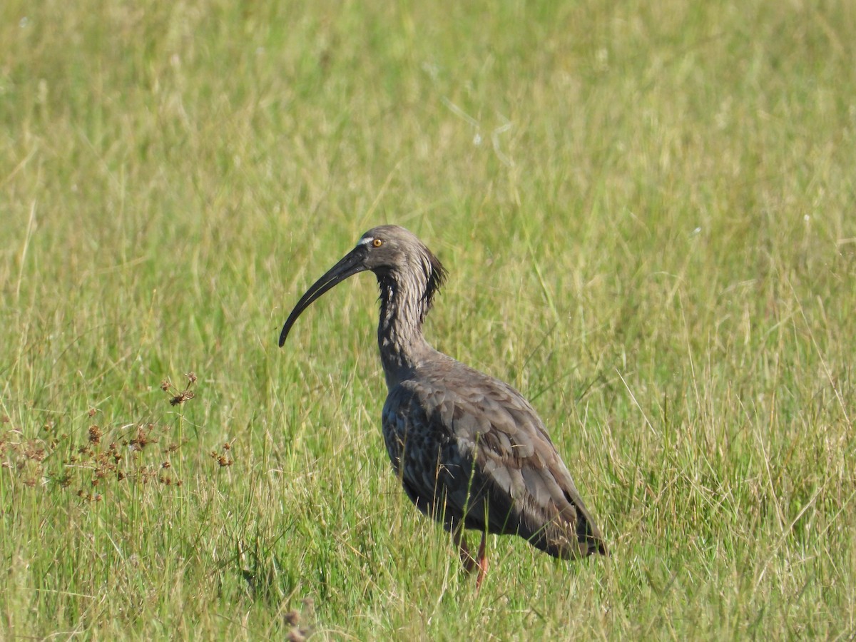 Plumbeous Ibis - ML637651440