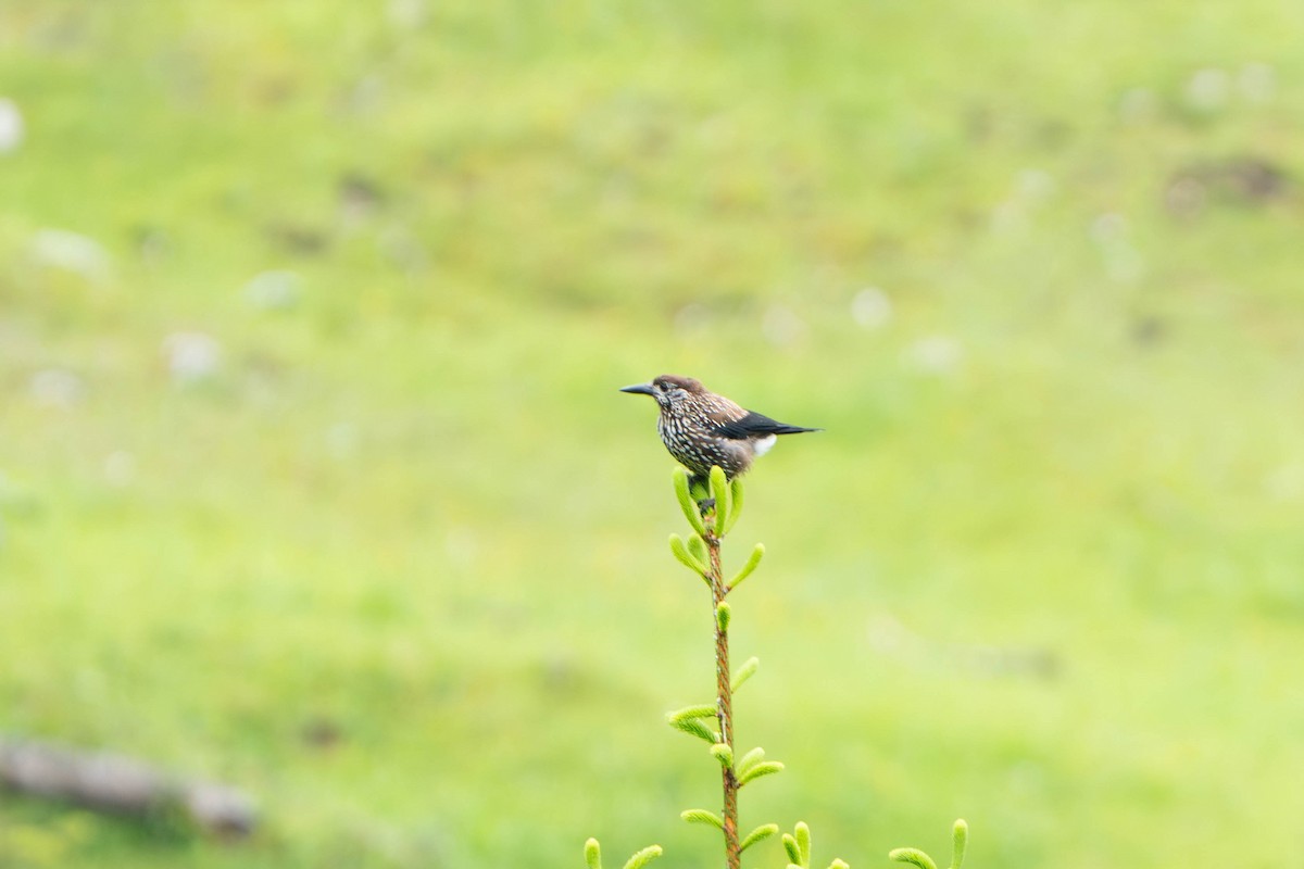Northern Nutcracker - ML637651472