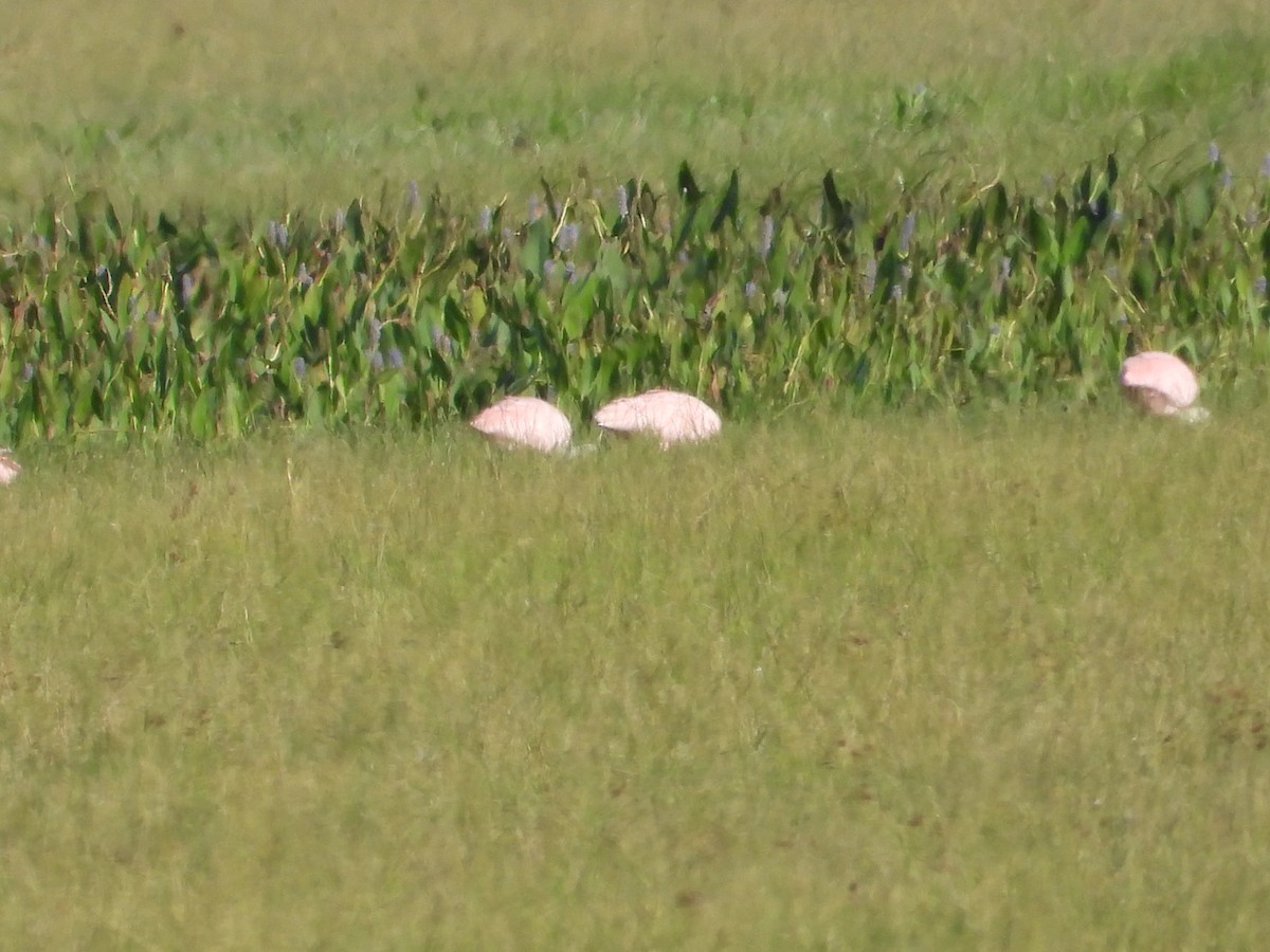 Roseate Spoonbill - ML637651484