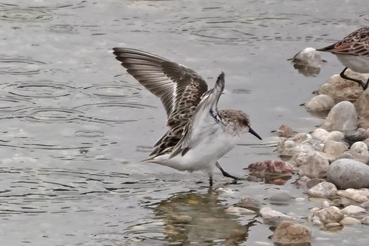 Little Stint - ML637651490