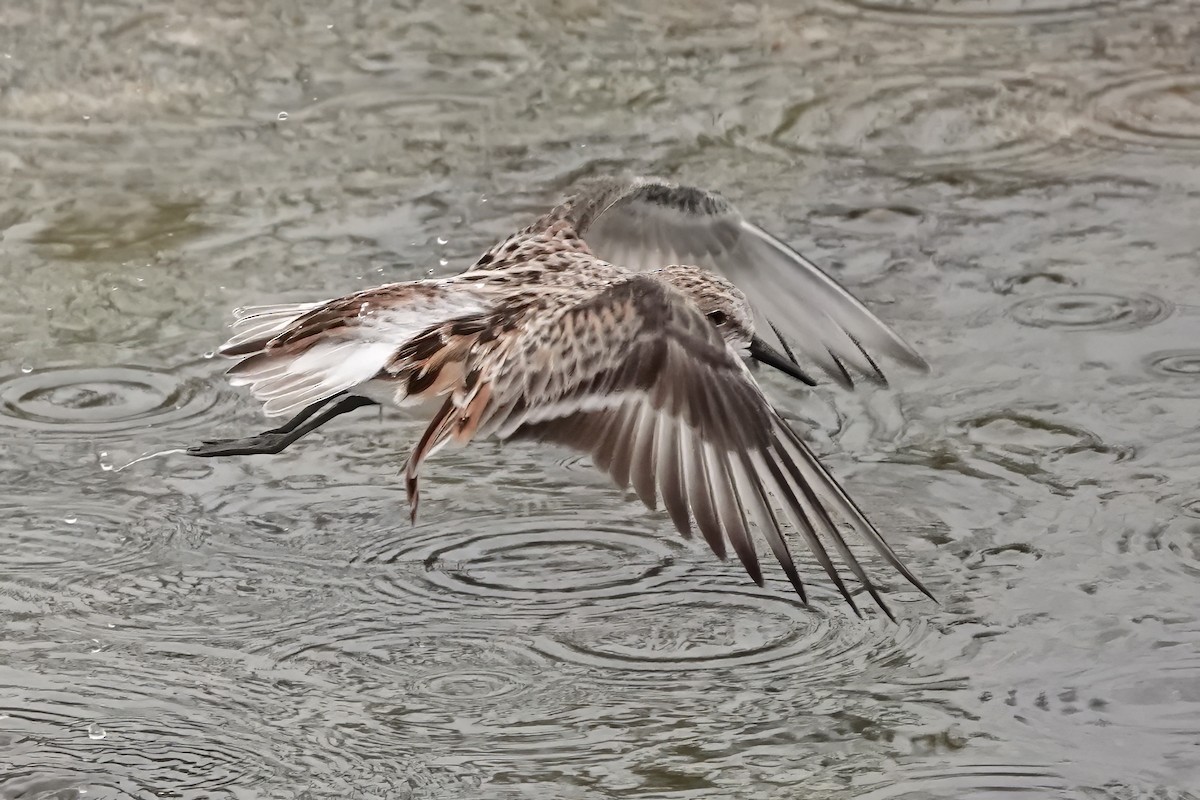 Little Stint - ML637651491