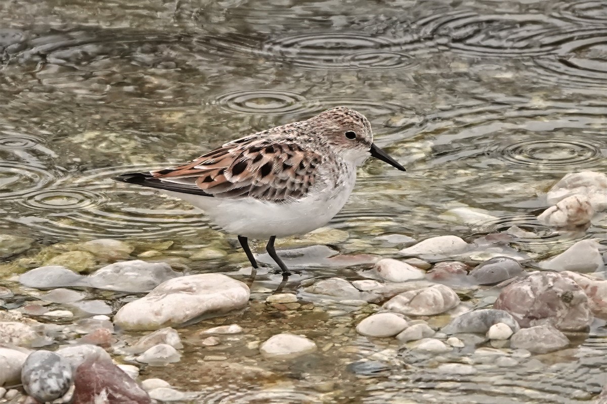 Little Stint - ML637651492