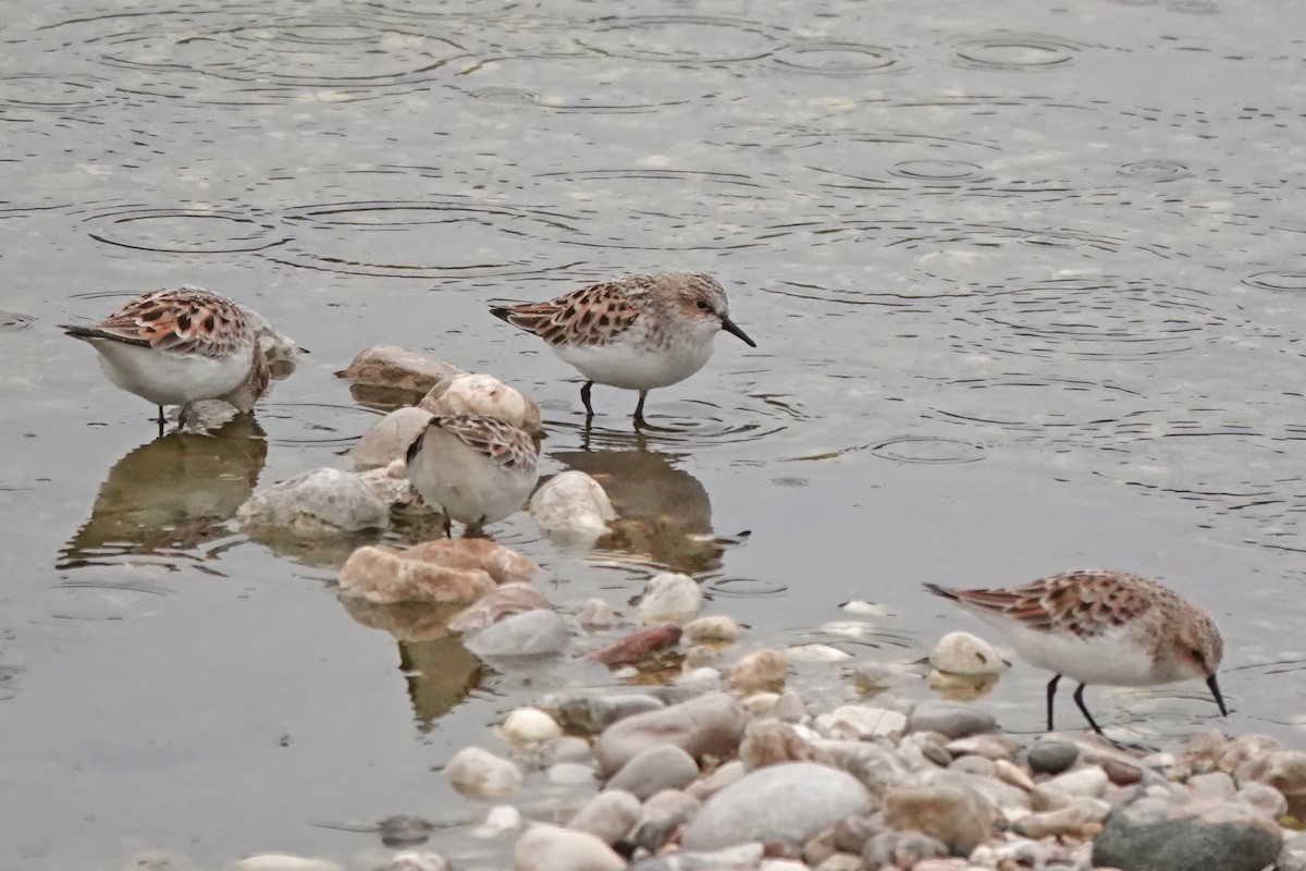Little Stint - ML637651496