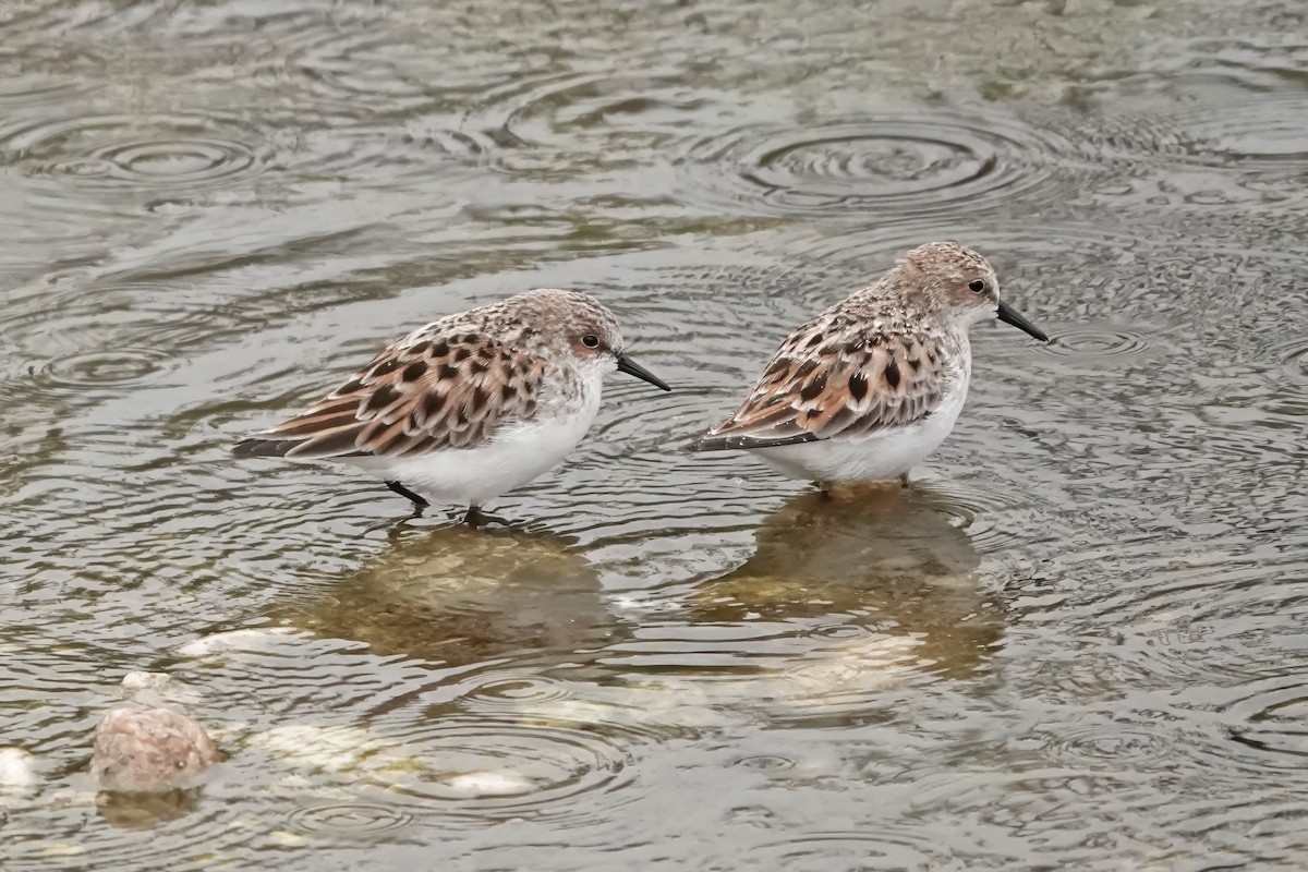 Little Stint - ML637651498