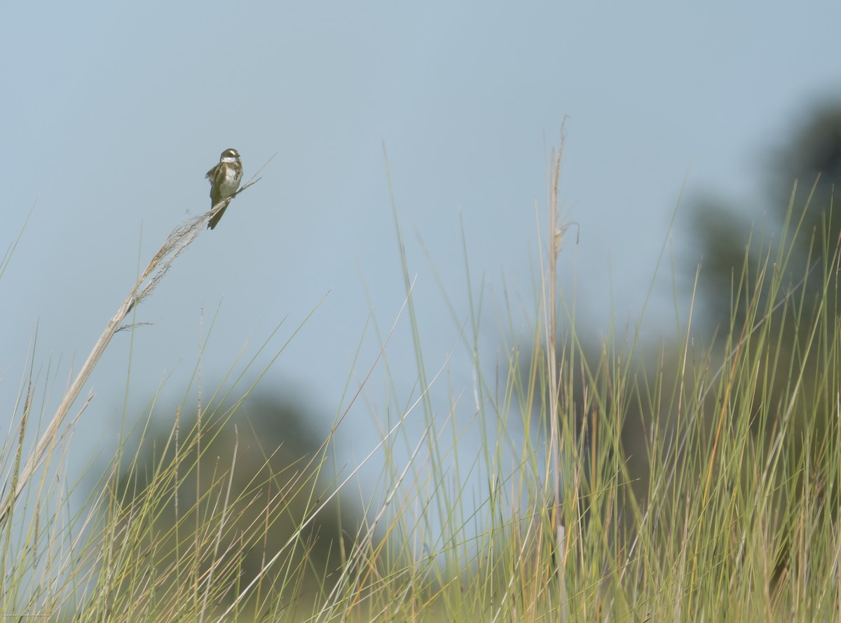 Banded Martin - ML637651510