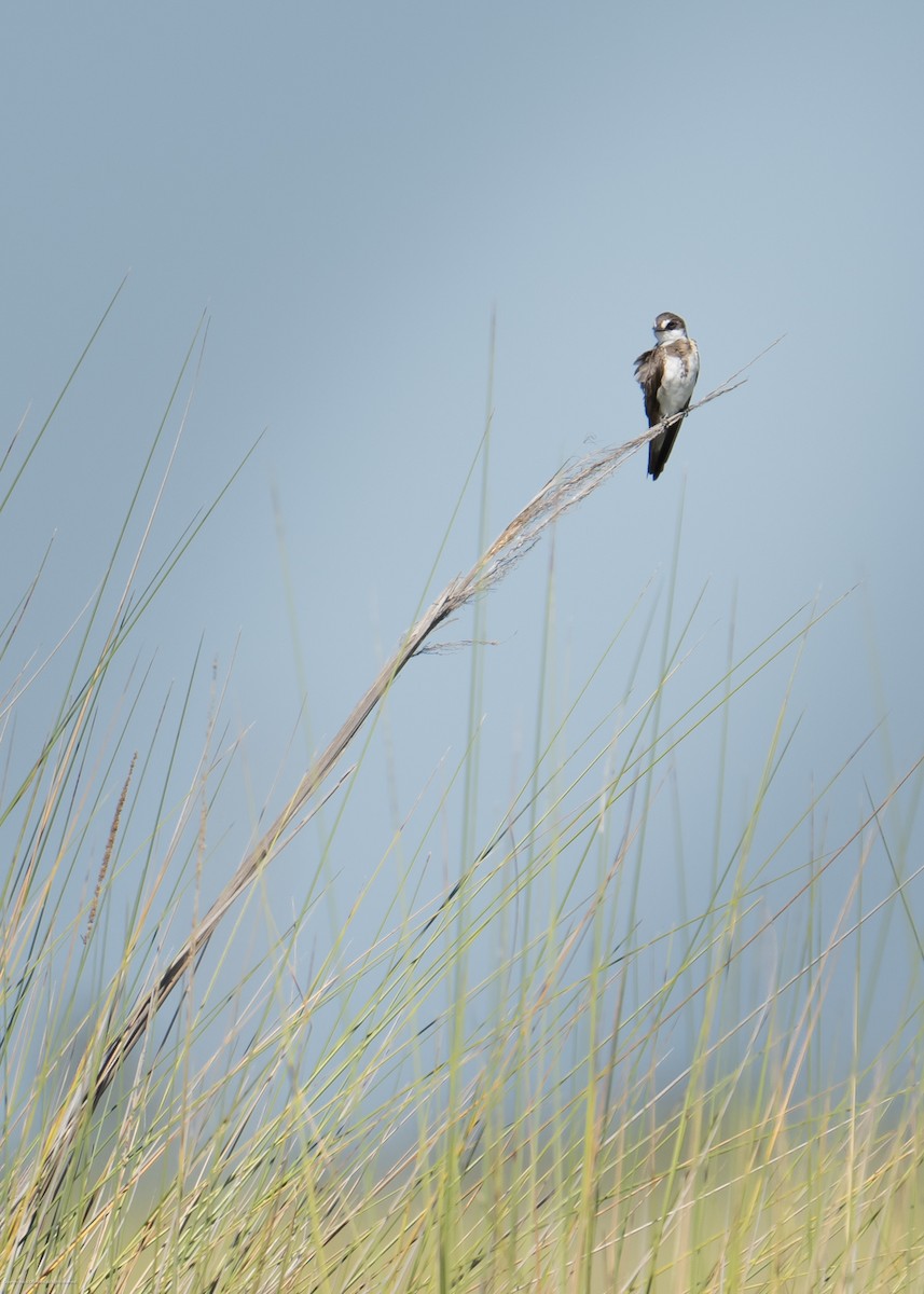 Banded Martin - ML637651511
