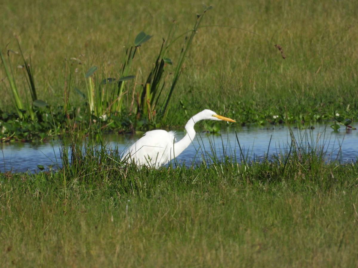 Great Egret - ML637651525
