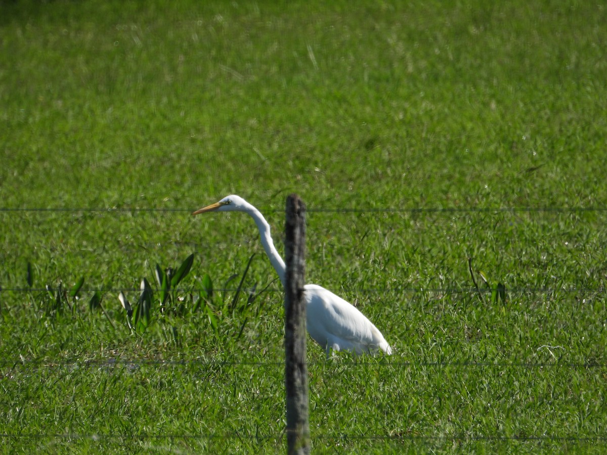 Great Egret - ML637651526