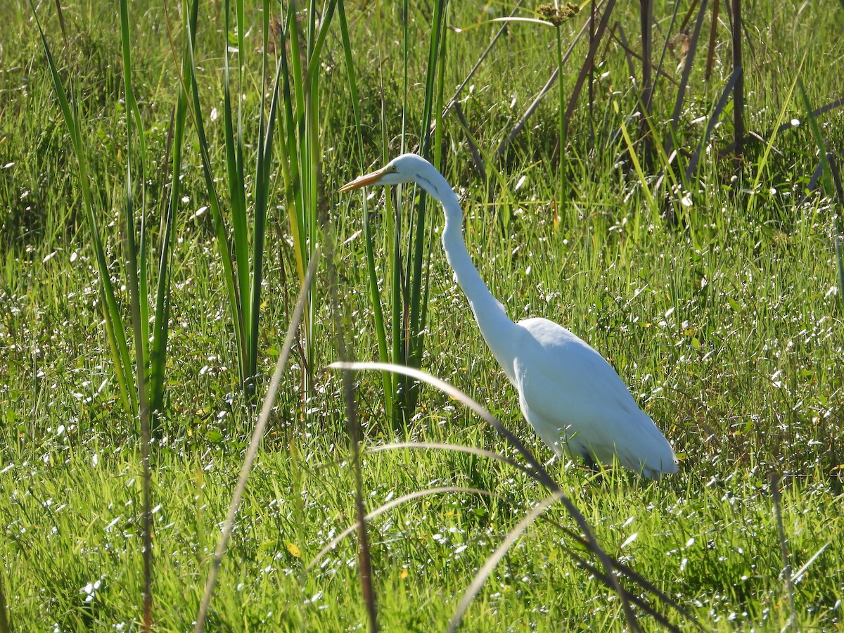 Great Egret - ML637651528