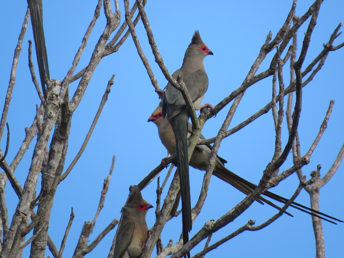 Red-faced Mousebird - ML637651559