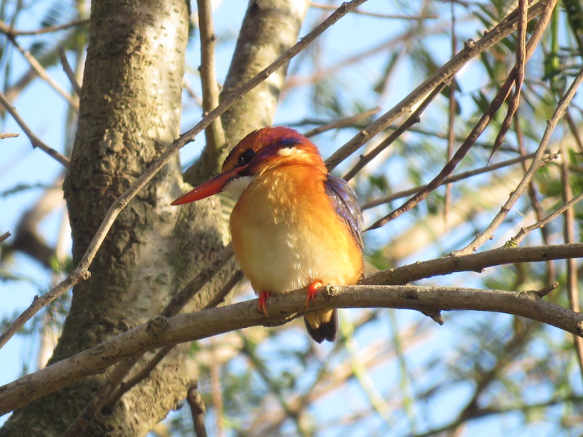 African Pygmy Kingfisher - ML637651586