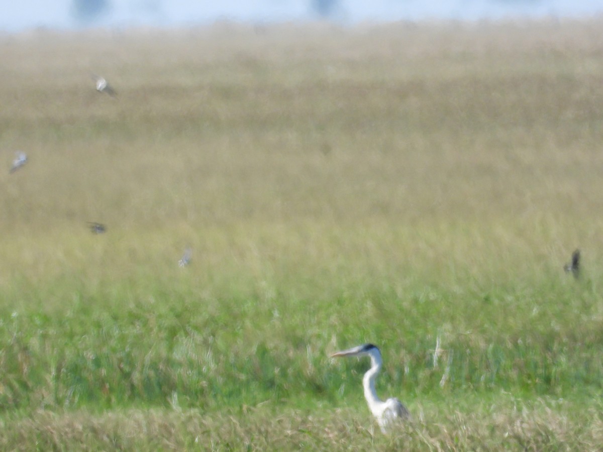 Cocoi Heron - ML637651601