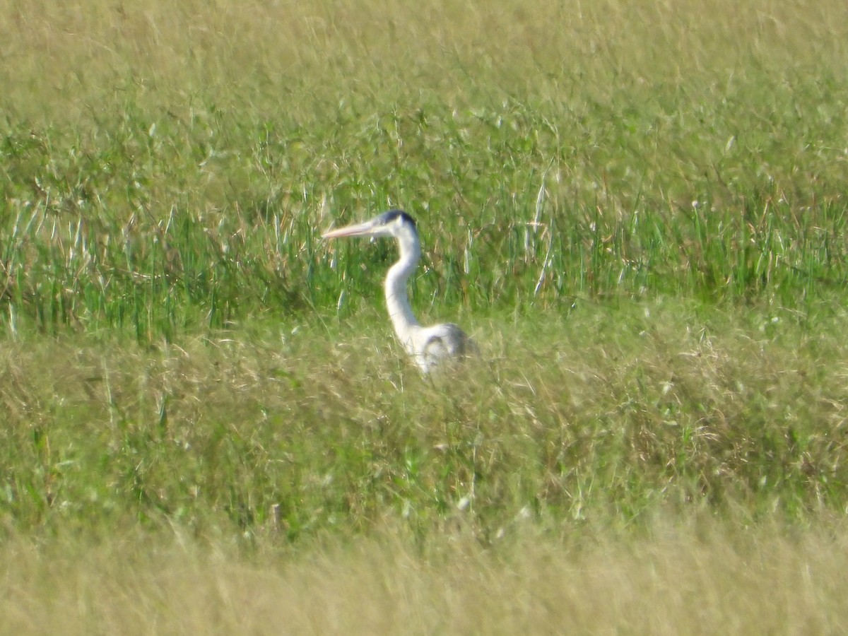Cocoi Heron - ML637651602