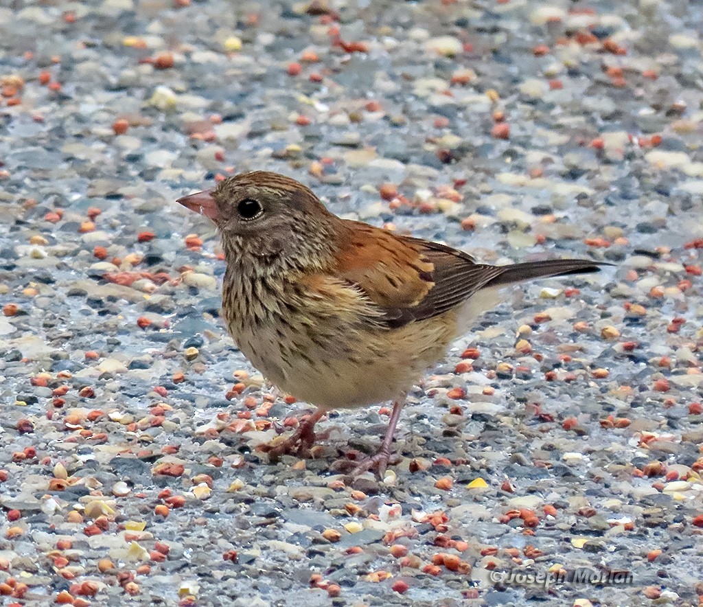 Dark-eyed Junco - ML637651626