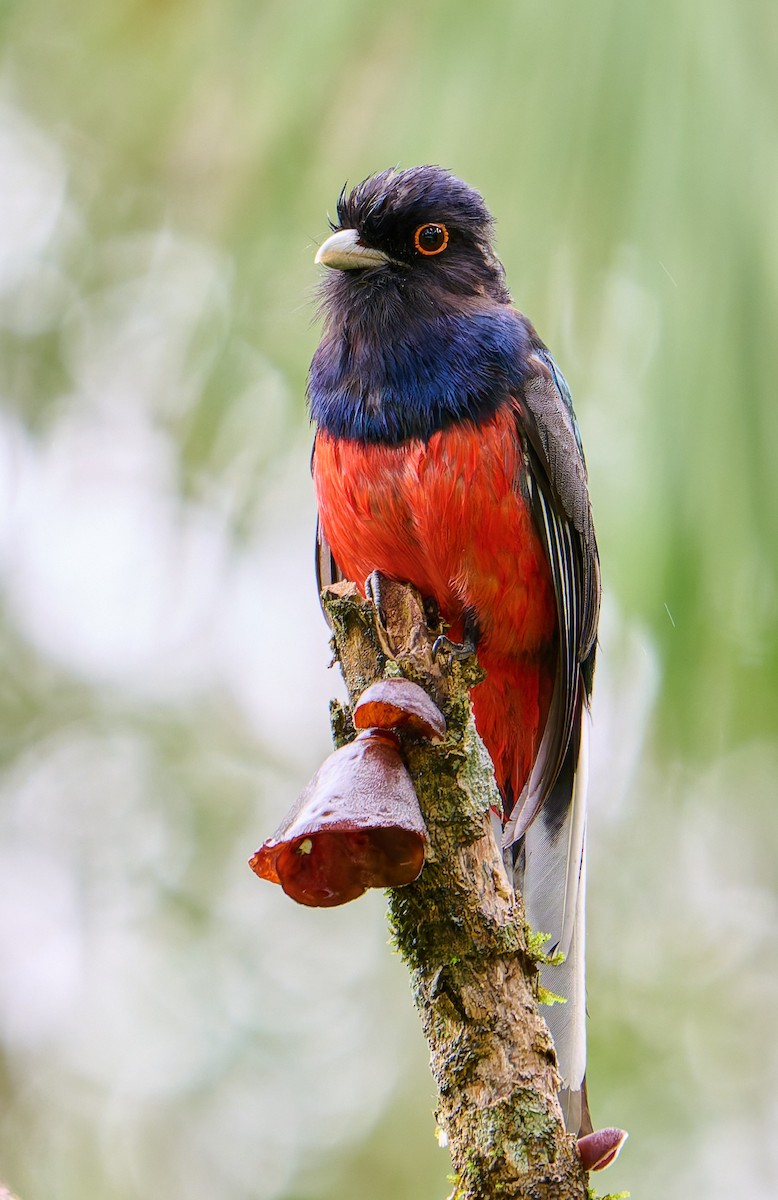 Trogon surucua - ML637651661