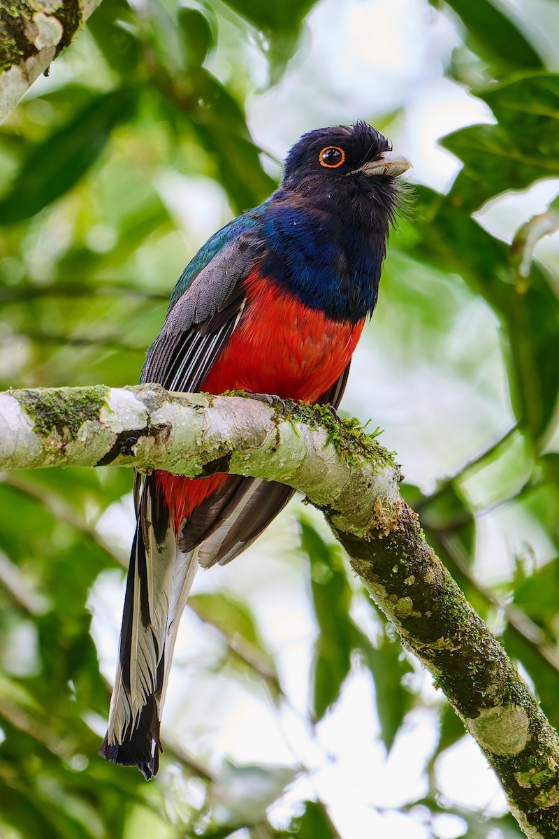Trogon surucua - ML637651662