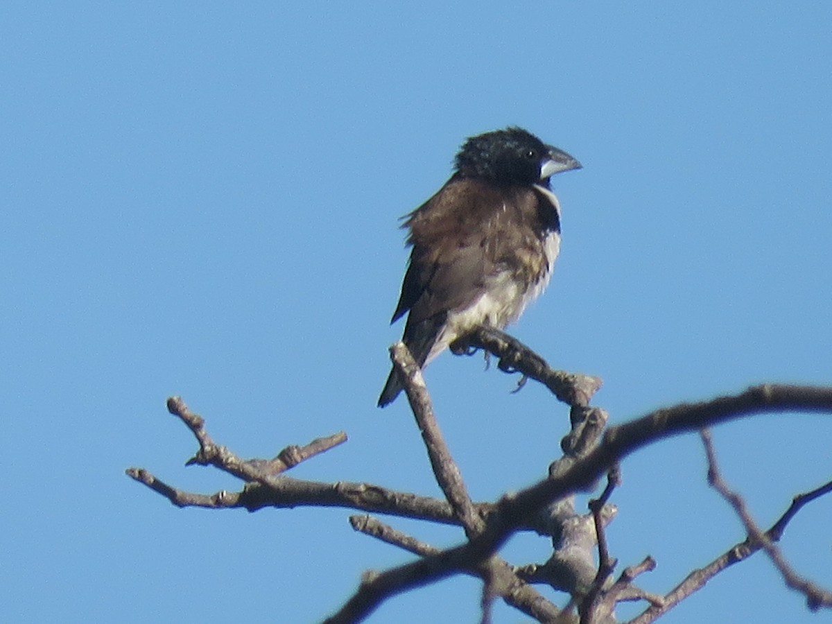 Magpie Mannikin - ML637651677