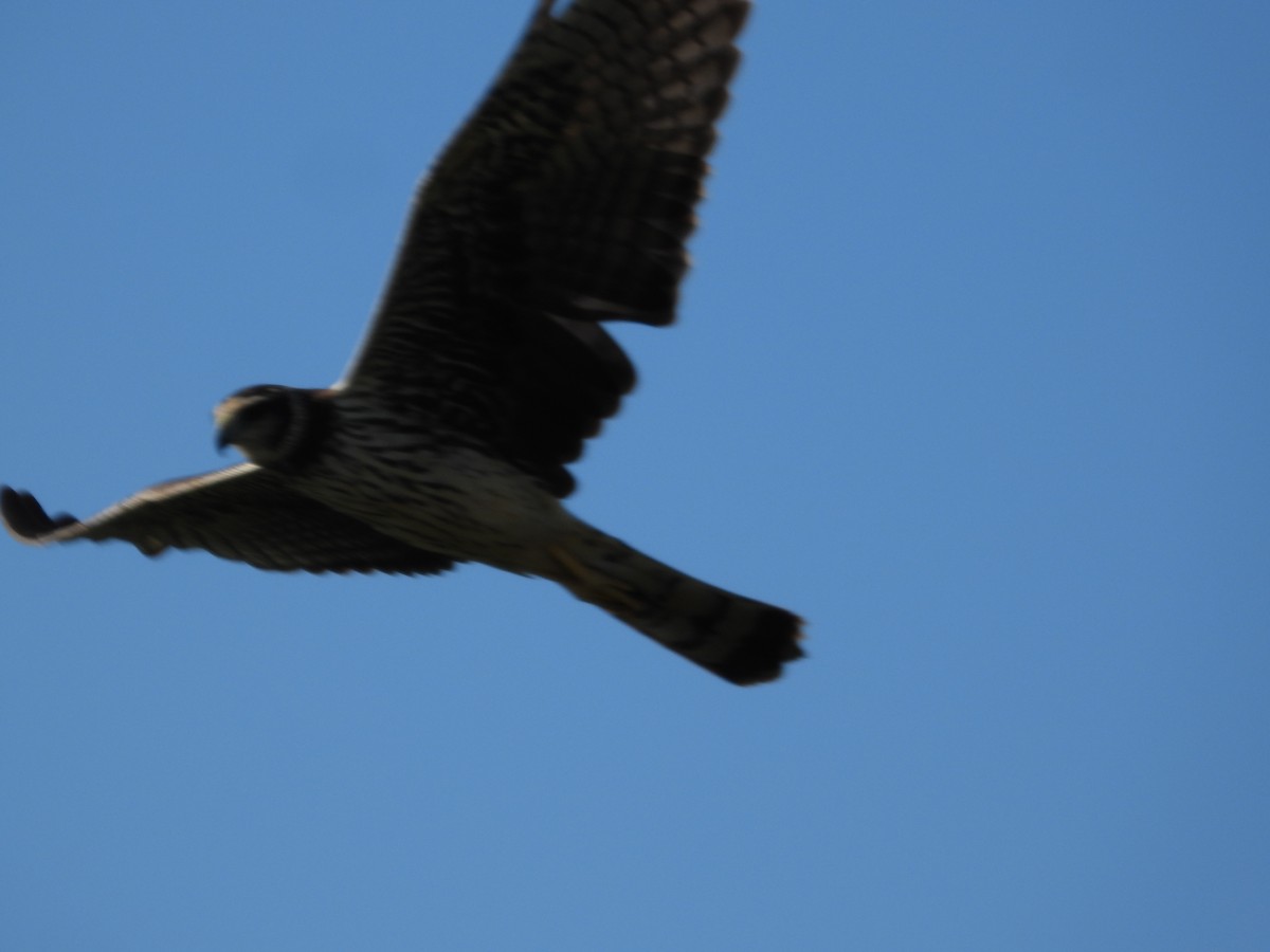 Long-winged Harrier - ML637651683