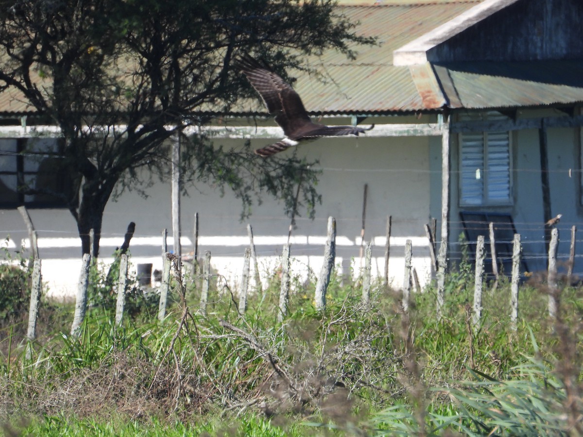 Long-winged Harrier - ML637651684