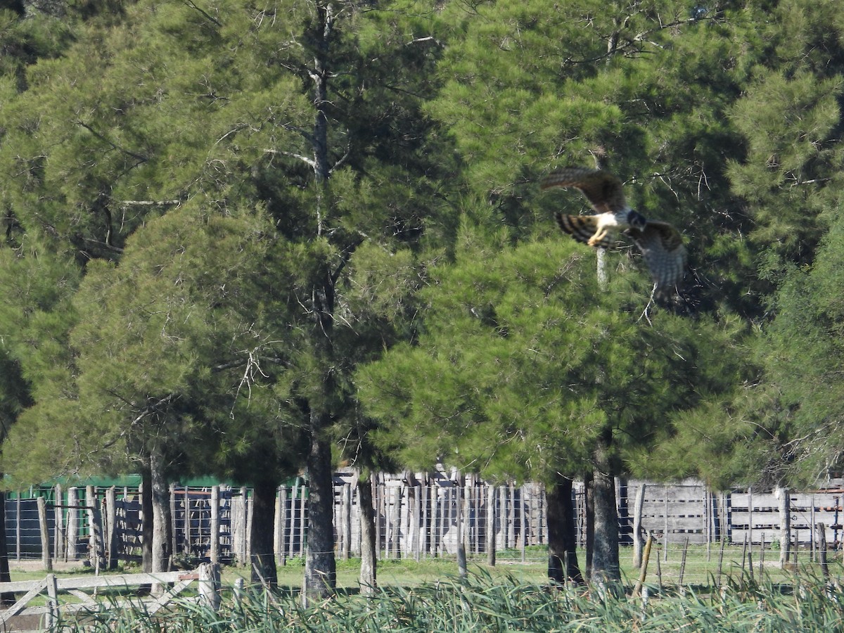 Long-winged Harrier - ML637651685