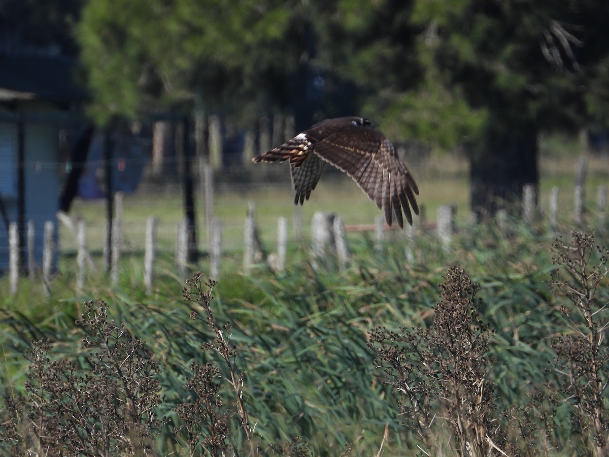 Long-winged Harrier - ML637651686